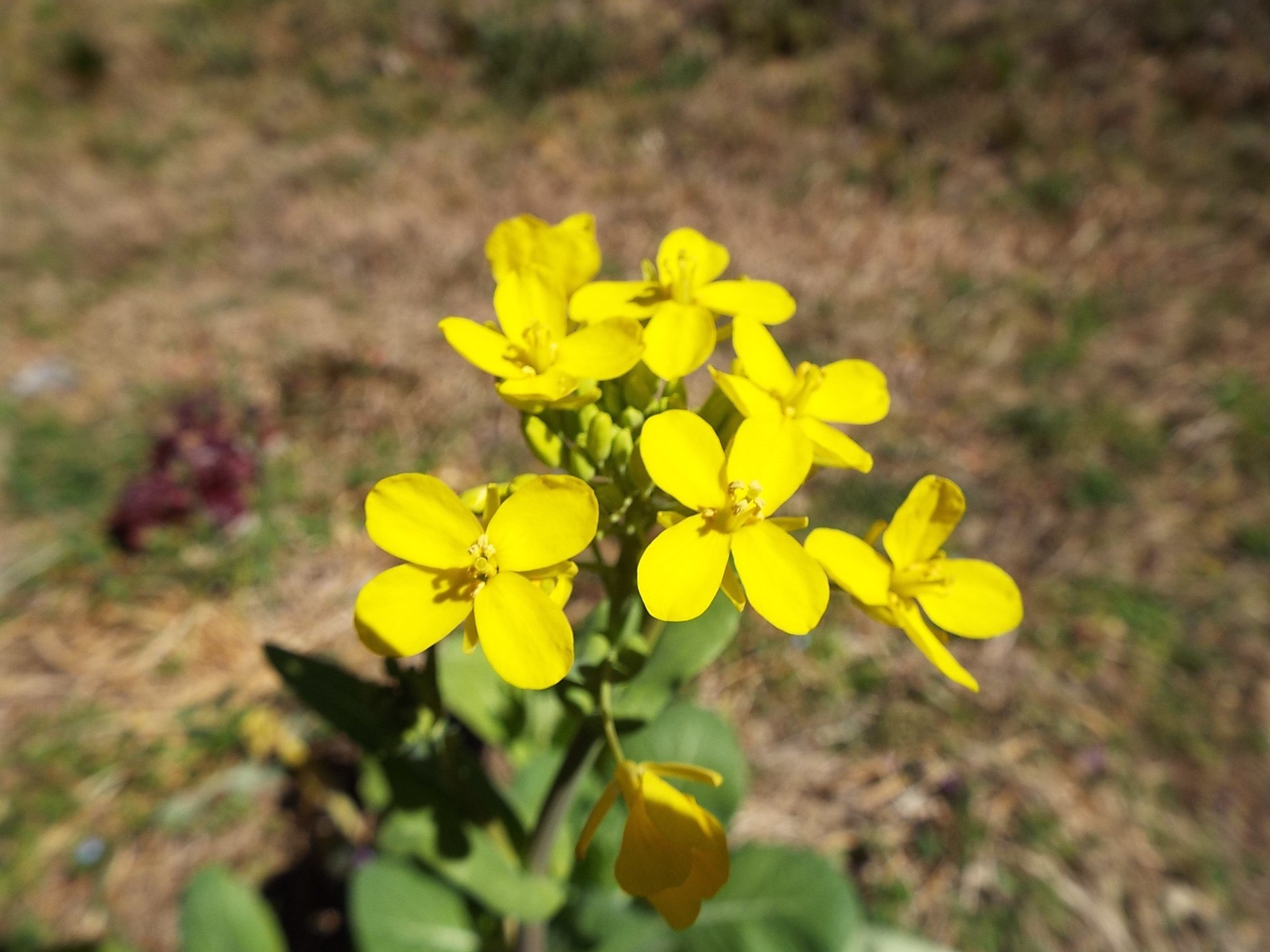 小松菜の花は黄色だったとは 自然農への道